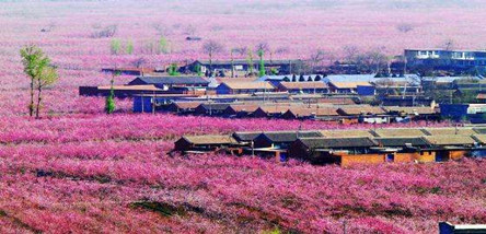 重庆到拉萨、林芝桃花村、羊湖、日喀则10日游